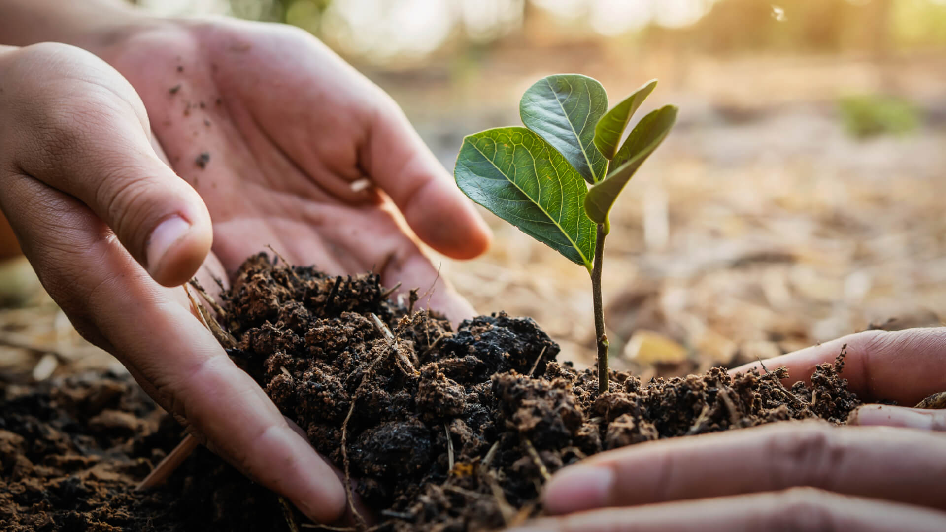 Agrihood 101: What Is It and Why Is It the Future of Sustainable Living in the Philippines